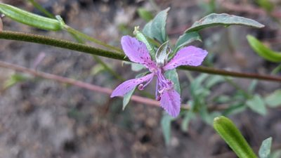 Clarkia rhomboidea, photographed by My-Lan Le