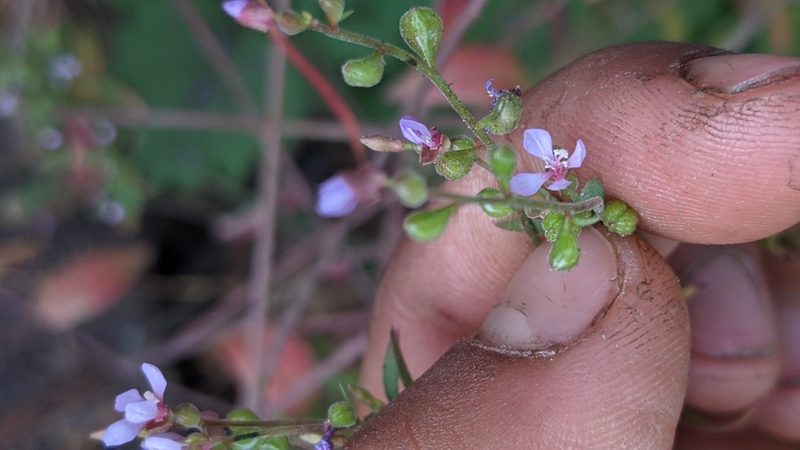 Clarkia heterandra, photographed by My-Lan Le