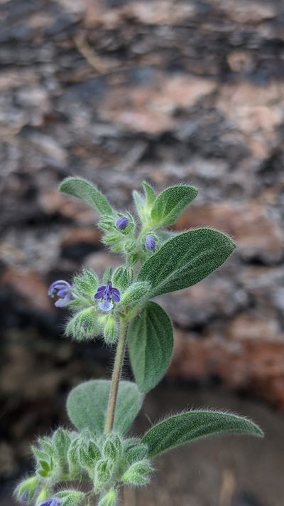 Trichostema oblongum, photographed by My-Lan Le