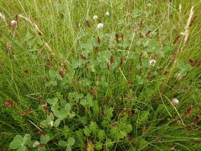 Blysmus rufus, photographed by pete_gateley