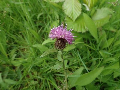 Centaurea debeauxii, photographed by Daniel Cahen
