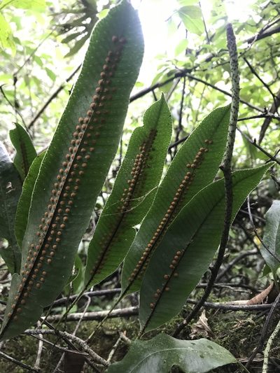 Serpocaulon levigatum, photographed by Nicolás Baresch Uribe
