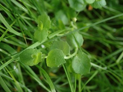Lobelia pedunculata, photographed by Daniel Cahen