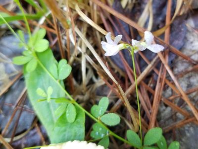 Lespedeza repens, photographed by Leila Dasher