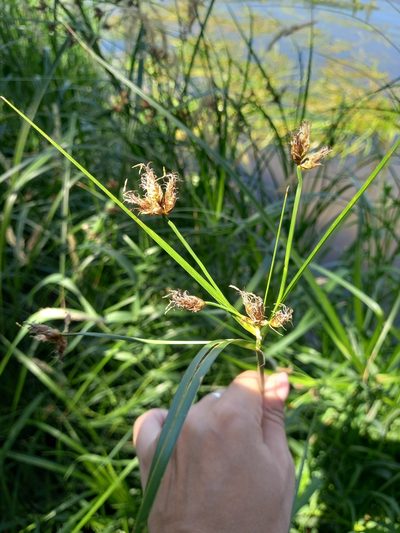 Bolboschoenus laticarpus, photographed by Anastasia_Surkova