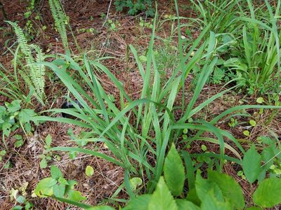 Chasmanthium laxum, photographed by Leila Dasher