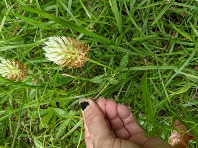 Trifolium vessiculosum, photographed by Kristi Zoebelein