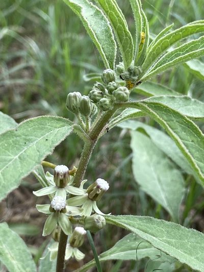 Asclepias emoryi, photographed by Tamara T