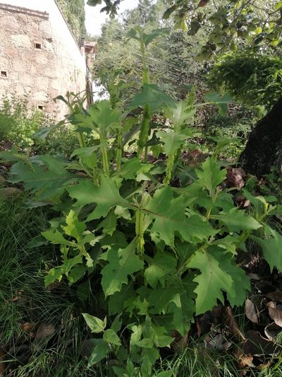 Verbesina fastigiata, photographed by Erick Vélez Sánchez