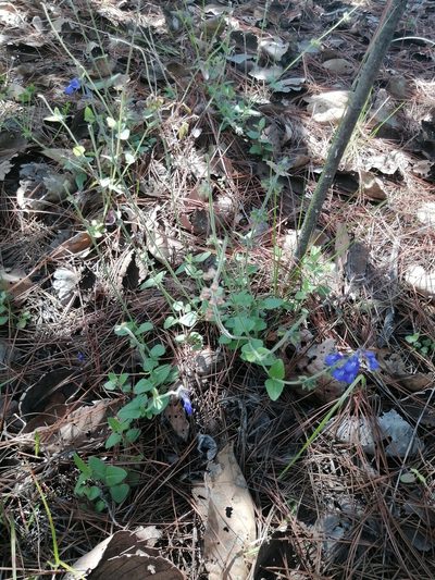 Salvia oreopola, photographed by Erick Vélez Sánchez