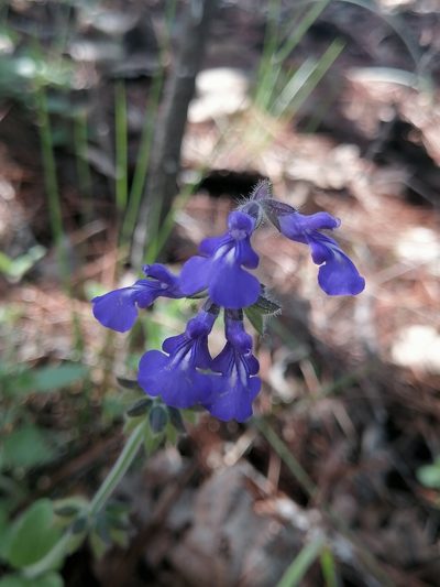 Salvia oreopola, photographed by Erick Vélez Sánchez