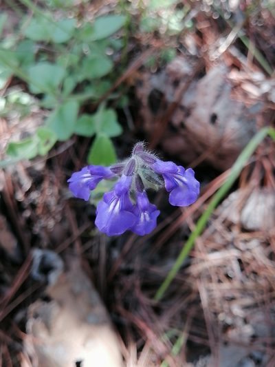 Salvia oreopola, photographed by Erick Vélez Sánchez