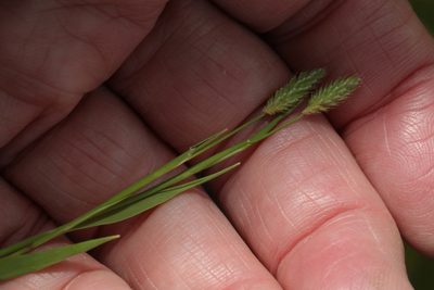 Phleum bertolonii, photographed by Stephen James McWilliam