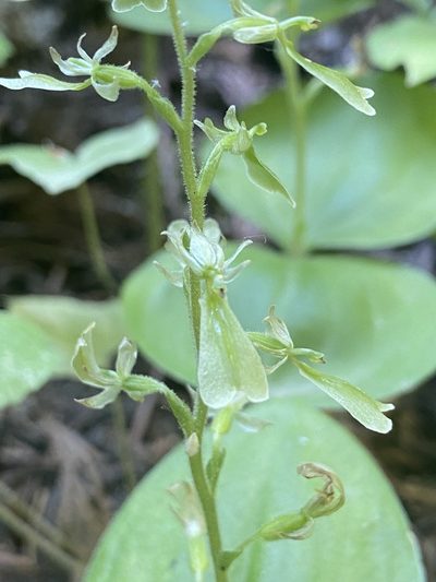 Neottia convallarioides, photographed by marek