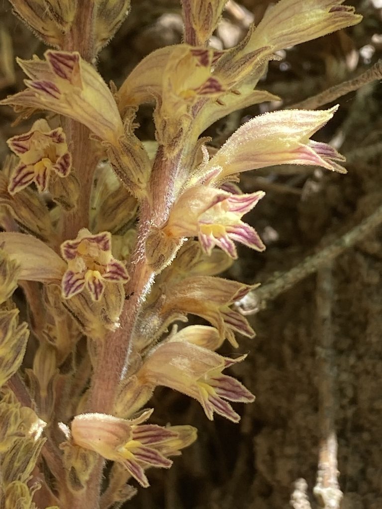 Orobanche pinorum, photographed by marek