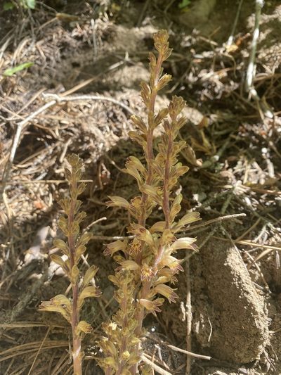 Orobanche pinorum, photographed by marek