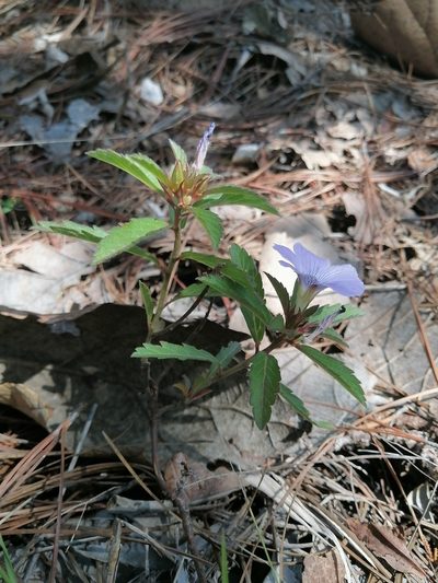 Turnera coerulea, photographed by Erick Vélez Sánchez