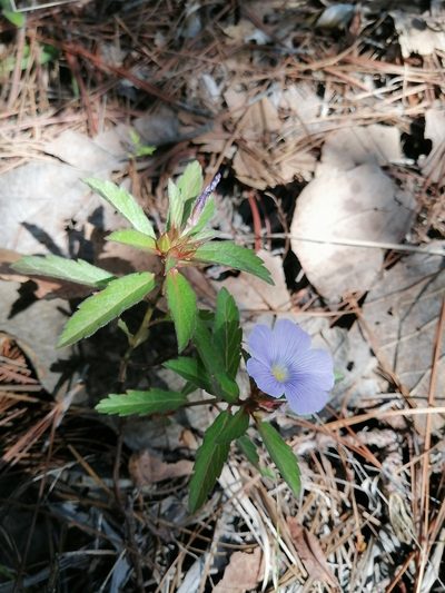 Turnera coerulea, photographed by Erick Vélez Sánchez