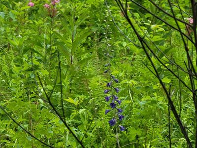 Delphinium exaltatum, photographed by Elias