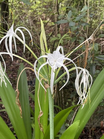 Hymenocallis latifolia, photographed by John Burnett