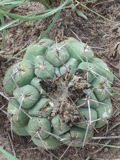 Thelocactus hexaedrophorus, photographed by Alejandro Gómez Maya
