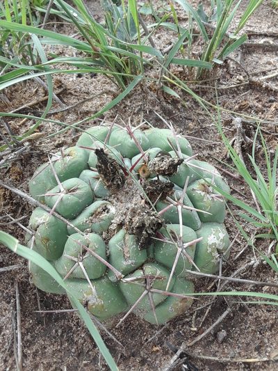 Thelocactus hexaedrophorus, photographed by Alejandro Gómez Maya