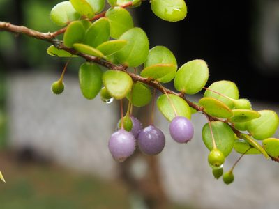 Sphyrospermum buxifolium, photographed by Lena Struwe