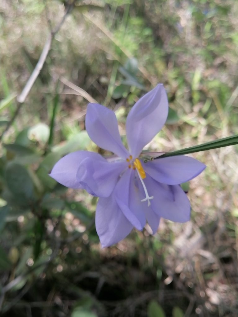 Tigridia longispatha, photographed by Erick Vélez Sánchez