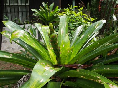 Werauhia kupperiana, photographed by Lena Struwe