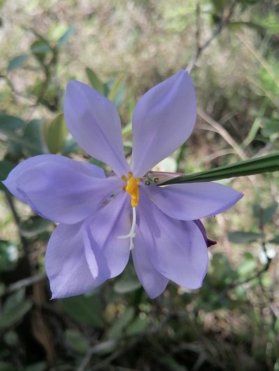 Tigridia longispatha, photographed by Erick Vélez Sánchez