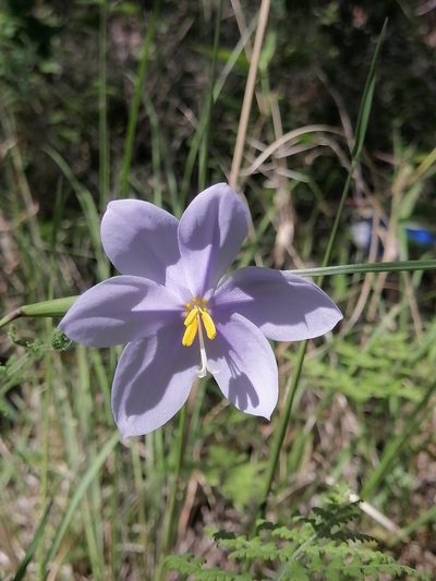 Tigridia longispatha, photographed by Erick Vélez Sánchez