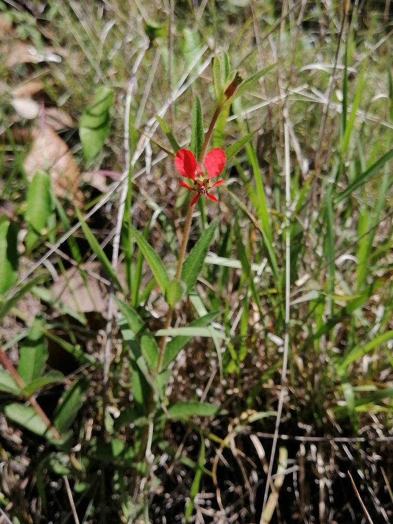 Cuphea heterophylla, photographed by Erick Vélez Sánchez