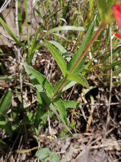Cuphea heterophylla, photographed by Erick Vélez Sánchez
