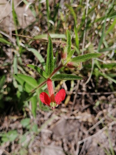 Cuphea heterophylla, photographed by Erick Vélez Sánchez