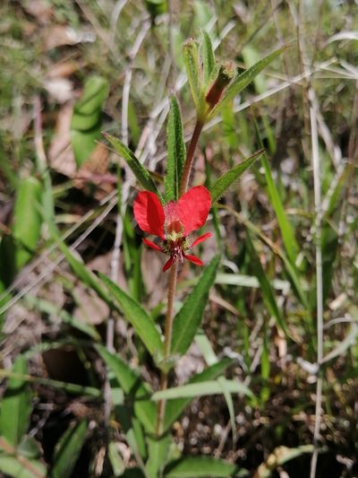 Cuphea heterophylla, photographed by Erick Vélez Sánchez