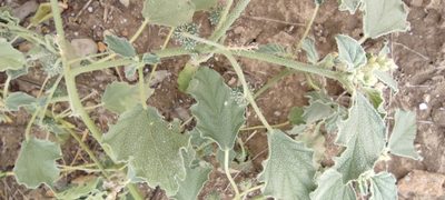 Chrozophora tinctoria, photographed by Santiago Martín-Bravo