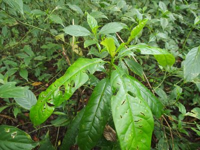 Vochysia guatemalensis, photographed by Lena Struwe