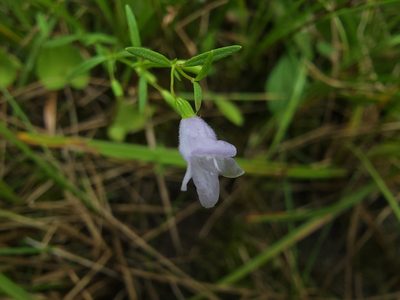 Clinopodium arkansanum, photographed by Elias