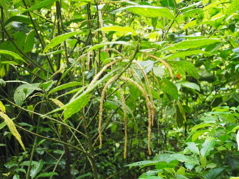 Myriocarpa longipes, photographed by Lena Struwe