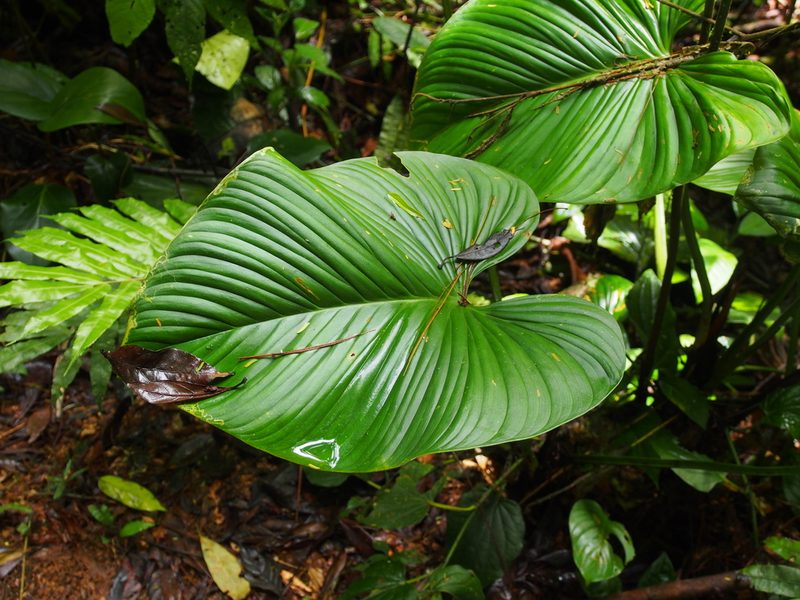 Philodendron grandipes, photographed by Lena Struwe