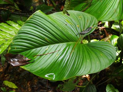 Philodendron grandipes, photographed by Lena Struwe