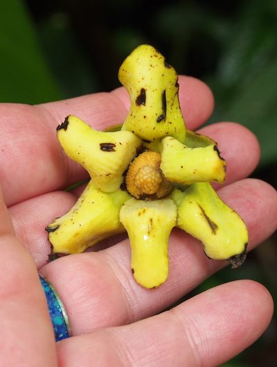 Guatteria aeruginosa, photographed by Lena Struwe
