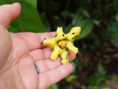 Guatteria aeruginosa, photographed by Lena Struwe