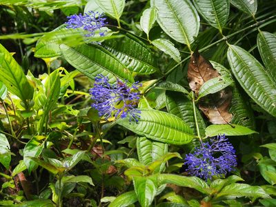 Faramea suerrensis, photographed by Lena Struwe