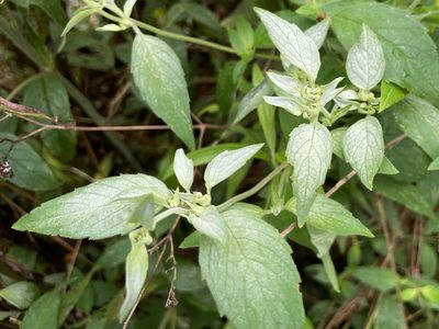 Pycnanthemum albescens, photographed by lejones417