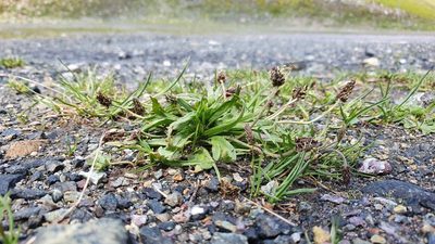 Plantago atrata, photographed by hecklemore