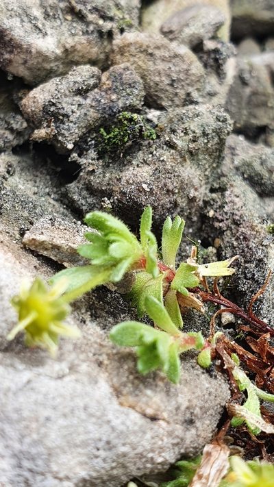 Saxifraga aphylla, photographed by hecklemore