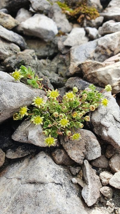 Saxifraga aphylla, photographed by hecklemore