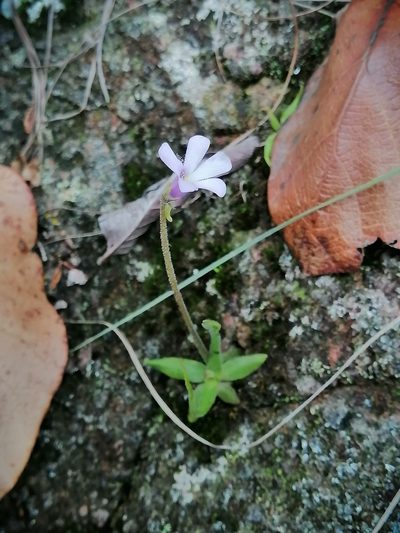 Pinguicula heterophylla, photographed by Erick Vélez Sánchez