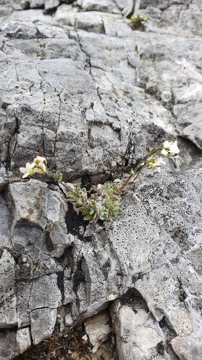 Draba tomentosa, photographed by hecklemore